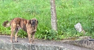 Cão foi abandonado em São Miguel do Couto, moradora pede ajuda para resolução
