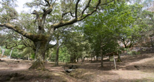 Corredor do Rio Leça promove “Bioblitz”