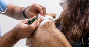 Câmara Municipal promove campanha de vacinação de animais em todas as freguesias
