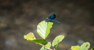 Corredor do Rio Leça promove Bioblitz