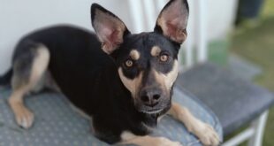 Chama-se Becky e está disponível para adoção na ASAAST