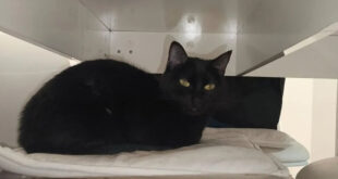 Gata está desaparecida no centro de Santo Tirso