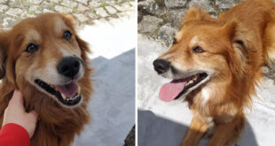 Cão encontrado em São Tomé de Negrelos, procuram-se os donos