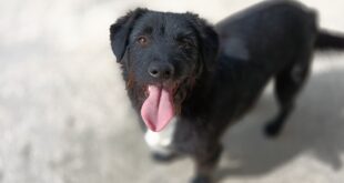 Chama-se Manu e está disponível para adoção na ASAAST
