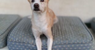 Chama-se Lima e está disponível para adoção na ASAAST