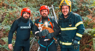 Cadela resgatada de poço com 10 metros de profundidade em Vilarinho pelos Bombeiros de Vila das Aves